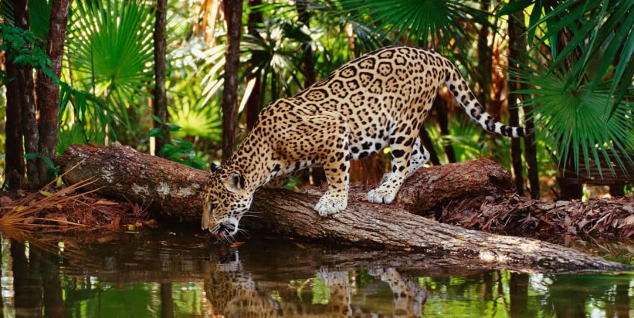 Selva Lacandona